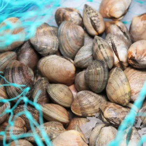 Live Manila Clams by the pound