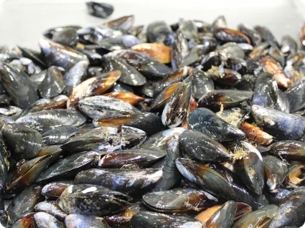 Mussels